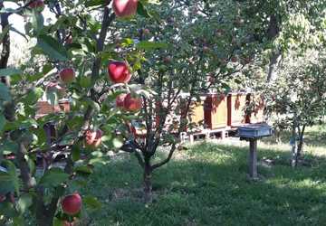 Úle v jablkovom sade